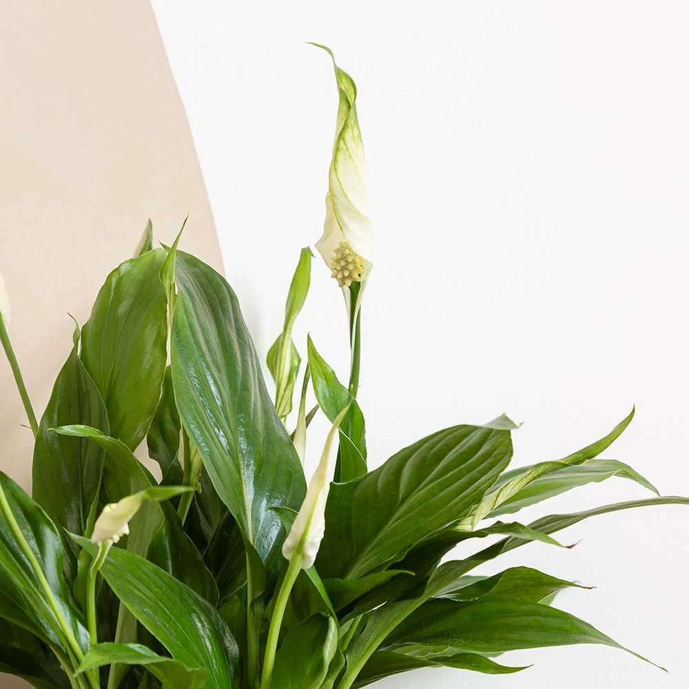 25 - 30cm Peace Lily Spathiphyllum 9cm Pot House Plant