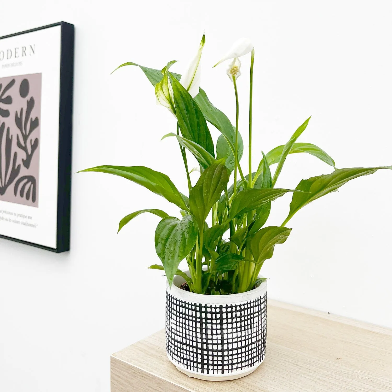 25 - 30cm Peace Lily Spathiphyllum 9cm Pot House Plant