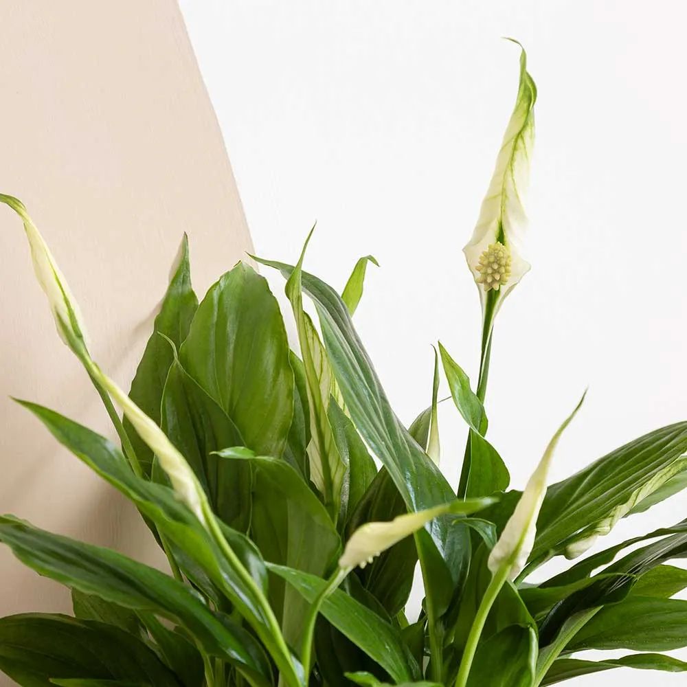 25 - 30cm Peace Lily Spathiphyllum 9cm Pot House Plant