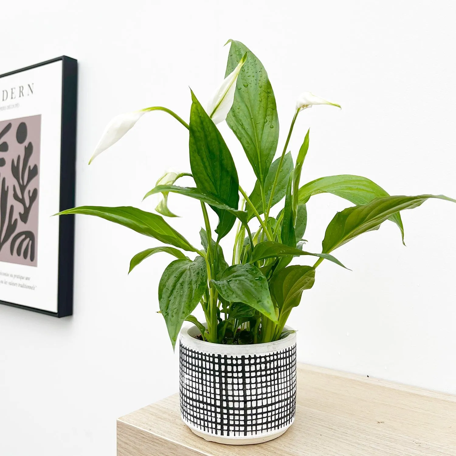 25 - 30cm Peace Lily Spathiphyllum 9cm Pot House Plant