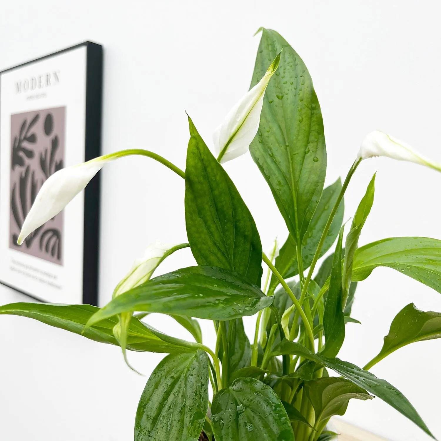 25 - 30cm Peace Lily Spathiphyllum 9cm Pot House Plant