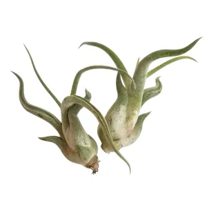 Air Plant - Tillandsia caput medusa